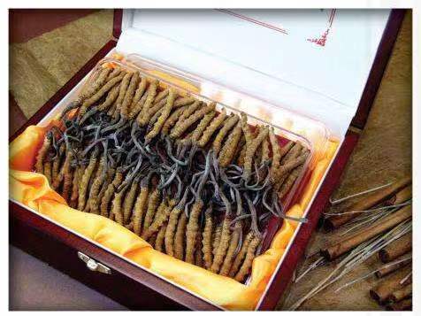 兴和冬虫夏草回收